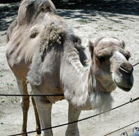 dromedary camel